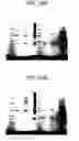 Fig. 55 - Methods of using OSK1 peptide analogs