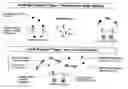 Fig. 01 - BIVALENT ErbB LIGAND BINDING MOLECULES AND METHODS FOR THEIR PREPARATION AND USE