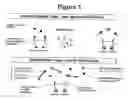 Fig. 02 - BIVALENT ErbB LIGAND BINDING MOLECULES AND METHODS FOR THEIR PREPARATION AND USE