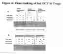 Fig. 07 - BIVALENT ErbB LIGAND BINDING MOLECULES AND METHODS FOR THEIR PREPARATION AND USE