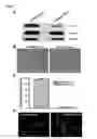 Fig. 09 - MG53 compositions and methods of use