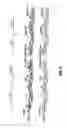 Fig. 03 - Materials and methods involving hybrid vascular endothelial growth factor DNAs and proteins