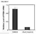 Fig. 10 - COMPOSITIONS AND METHODS FOR PROMOTING TISSUE REPAIR AND WOUND HEALING