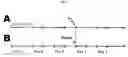 Fig. 02 - BIOMARKERS FOR DETECTING RADIATION EXPOSURE: METHODS AND USES THEREOF