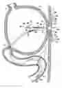 Fig. 01 - GASTROJEJUNAL FEEDING ASSEMBLY