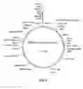Fig. 10 - Compositions and methods for modifying gene expression using the promoter of ubiquitin conjugating protein coding gene of cotton plants