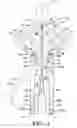 Fig. 02 - Tree climbing suit