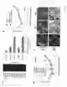 Fig. 07 - Methods of identifying and treating poor-prognosis cancers