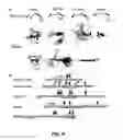 Fig. 13 - INSULIN-DEGRADING ENZYME MUTANTS AND METHODS OF USE