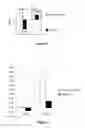 Fig. 02 - THERAPEUTIC, PROPHYLACTIC AND DIAGNOSTIC AGENTS FOR HEPATITIS B