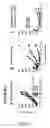 Fig. 07 - Toll like receptor 4 dysfunction and the biological applications thereof