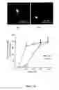 Fig. 23 - Toll like receptor 4 dysfunction and the biological applications thereof