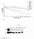 Fig. 02 - Identification of Biomarkers Predictive of Dasatinib Effects in Cancer Cells