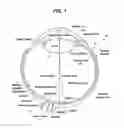 Fig. 02 - Method of evaluating metabolism of the eye