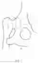 Fig. 02 - Methods and compositions for minimally invasive capsular augmentation of canine coxofemoral joints
