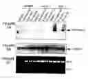 Fig. 14 - P450RAI-2 (P450 CYTOCHROME 26B), ENCODING NUCLEIC ACID MOLECULES AND METHODS AND USES THEREOF