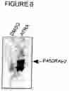 Fig. 15 - P450RAI-2 (P450 CYTOCHROME 26B), ENCODING NUCLEIC ACID MOLECULES AND METHODS AND USES THEREOF