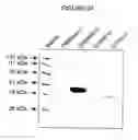 Fig. 37 - P450RAI-2 (P450 CYTOCHROME 26B), ENCODING NUCLEIC ACID MOLECULES AND METHODS AND USES THEREOF