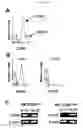 Fig. 02 - USE OF SOLUBLE CD160 TO SUPPRESS IMMUNITY