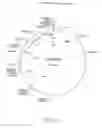 Fig. 09 - Composition comprising the polyprotein NS3/NS4 and the polypeptide NS5B of HCV, expression vectors including the corresponding nucleic sequences and their therapeutic use