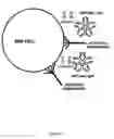 Fig. 08 - Compositions and methods for wound healing
