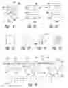Fig. 15 - COMPOSITIONS AND METHODS FOR TREATING ASTHMA AND OTHER LUNG DISORDERS
