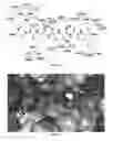 Fig. 02 - Substrate-mimetic Akt inhibitor