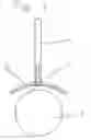 Fig. 04 - Tennis ball tree
