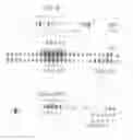 Fig. 01 - PEPTIDES BINDING THE PHOSPHATASE 2A PROTEIN