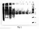 Fig. 02 - Antibodies against interleukin-18 binding protein, their preparation and use