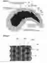 Fig. 22 - Non-rectangular pixel array and display device having same