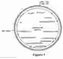 Fig. 02 - Corn event PV-ZMGT32(nk603) and compositions and methods for detection thereof
