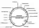 Fig. 01 - Genes encoding glutamine synthetase and uses for plant improvement