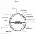 Fig. 04 - Genes encoding glutamine synthetase and uses for plant improvement