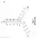 Fig. 02 - Transient voltage and harmonic currents quashing (THQ) transformers, transformer winding topology, and method of making the same