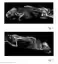 Fig. 02 - Radiographic contrast agent for postmortem, experimental and diagnostic angiography