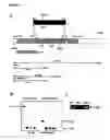Fig. 02 - Targeting of triacylclycerol synthase gene for tuberculosis treatment