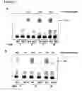 Fig. 03 - Targeting of triacylclycerol synthase gene for tuberculosis treatment