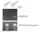 Fig. 01 - Genetically Altered Anti-body Producing Cell Lines With Improved Antibody Characteristics