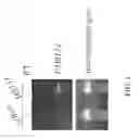 Fig. 02 - Genetically Altered Anti-body Producing Cell Lines With Improved Antibody Characteristics