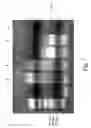 Fig. 09 - Genetically Altered Anti-body Producing Cell Lines With Improved Antibody Characteristics