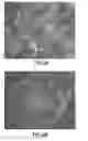 Fig. 03 - Defined cell culturing surfaces and methods of use