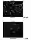 Fig. 07 - Defined cell culturing surfaces and methods of use