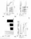 Fig. 02 - METHODS AND COMPOSITIONS FOR TREATING CENTRAL NERVOUS SYSTEM TUMORS