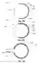 Fig. 30 - USE OF Ti AND Nb CEMENTED TiC IN PROSTHETIC JOINTS