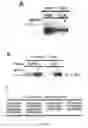 Fig. 02 - Methods and compositions for inhibiting diseases of the central nervous system