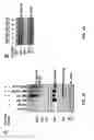 Fig. 04 - Methods and compositions for modulating hyperstabilized c-met