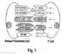 Fig. 02 - Polypeptides that modulate the interaction between cells of the immune system