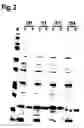 Fig. 03 - Polypeptides that modulate the interaction between cells of the immune system