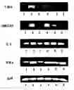 Fig. 01 - Modulation of T helper cell-mediated immune responses
